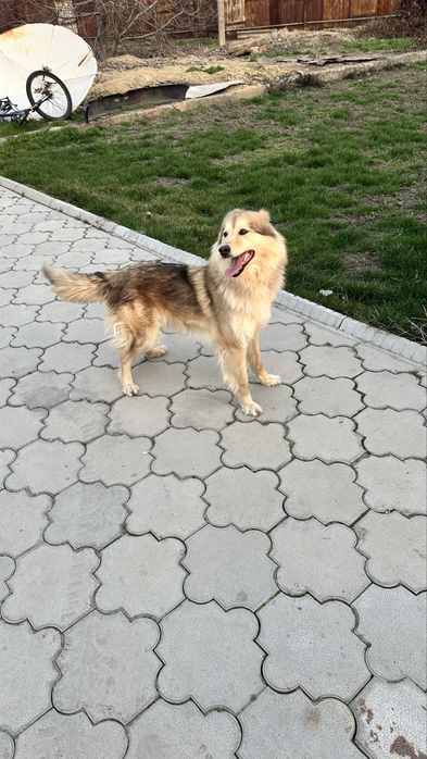 Собачка в хорошие руки (девочка)