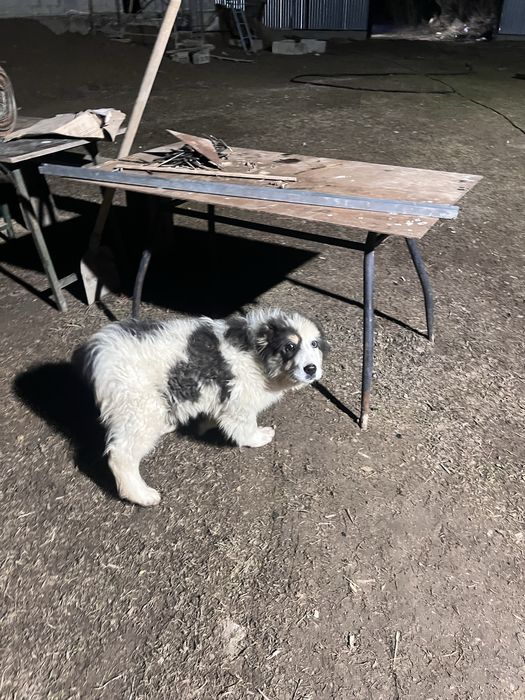 Күшік сатылады 2,5ай линисы мощь