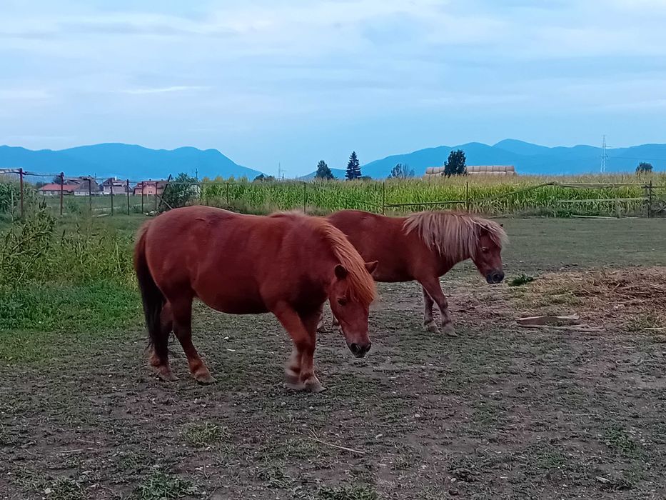 Ponei sport si Lipitan castrat