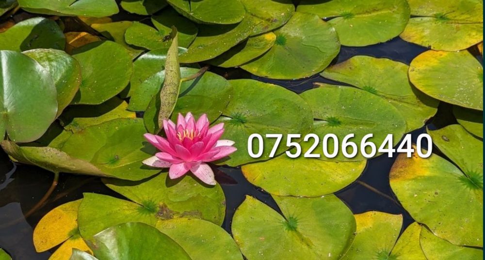 Vând nuferi roz și albi cu rizom radacini formate pentru iaz sau lac