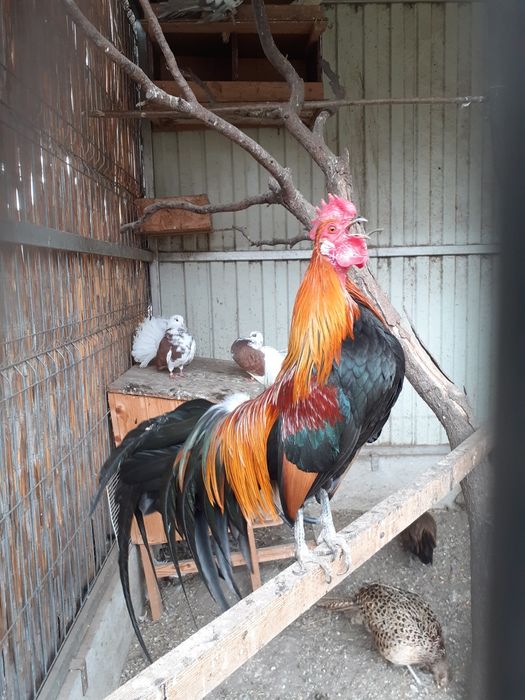 Cocosel pitic de rasa.