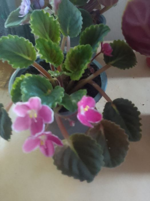 Продам комнатные цветы