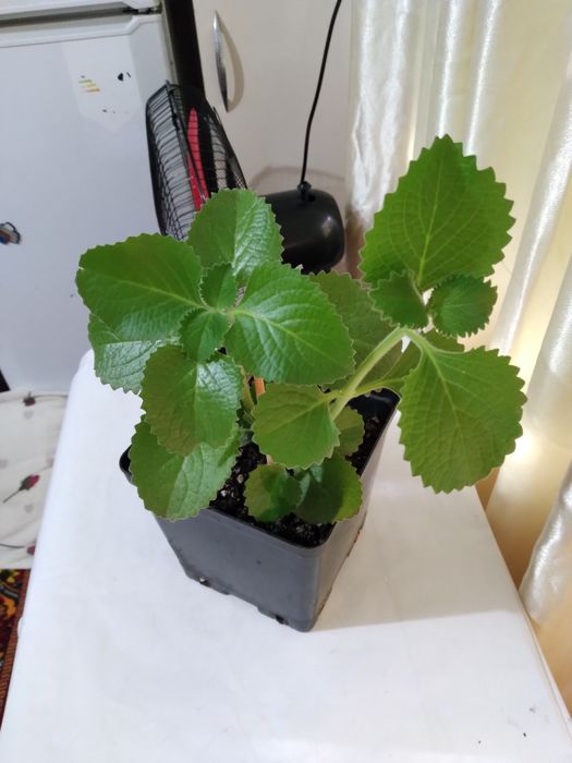 Комнатные цветы распродажа