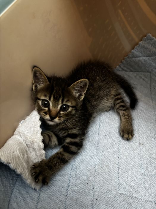 Котенок в добрые руки