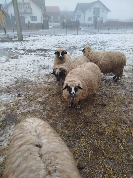 Vând 5 oi bune de tinut