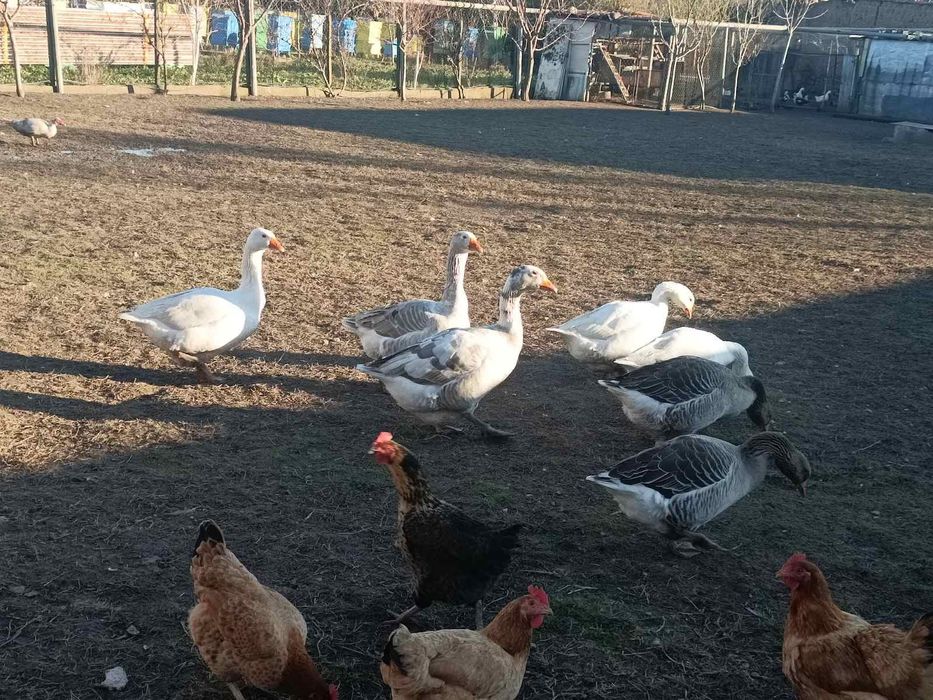 Продавам Гъски..