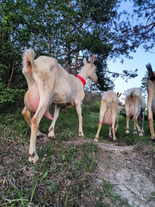 Capre și ieduțe Saanen de Vânzare