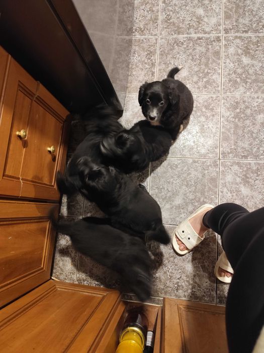 Подаряват се на грижовни стопани!