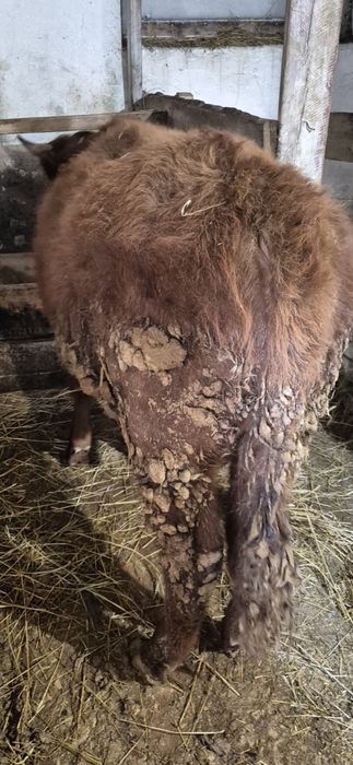 Продаются бычки 1.5шки находятся в 6км от Караганды.