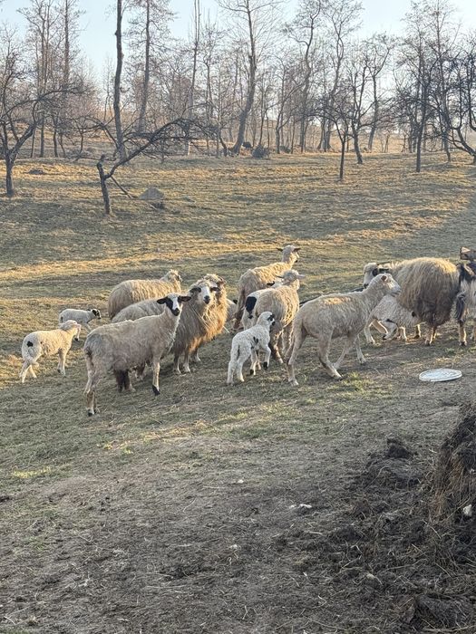 ‼️‼️‼️Vand oii ‼️‼️‼️‼️