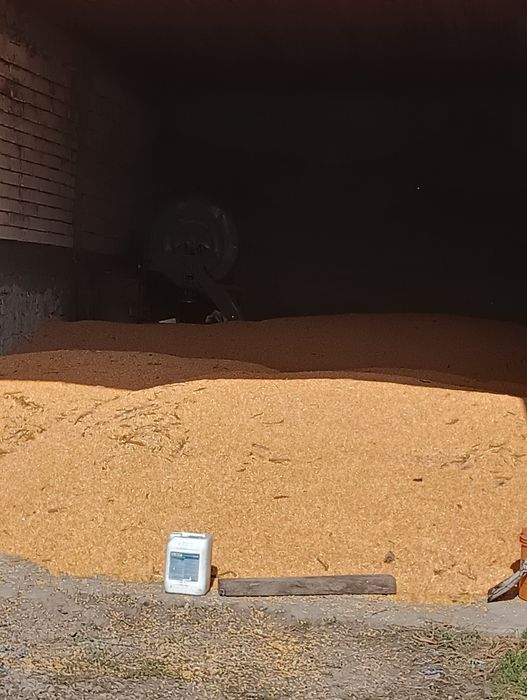 Porumb boabe recolta și 2024 și 2025