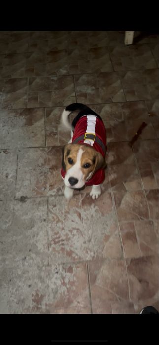 Caine beagle varsta 3 luni