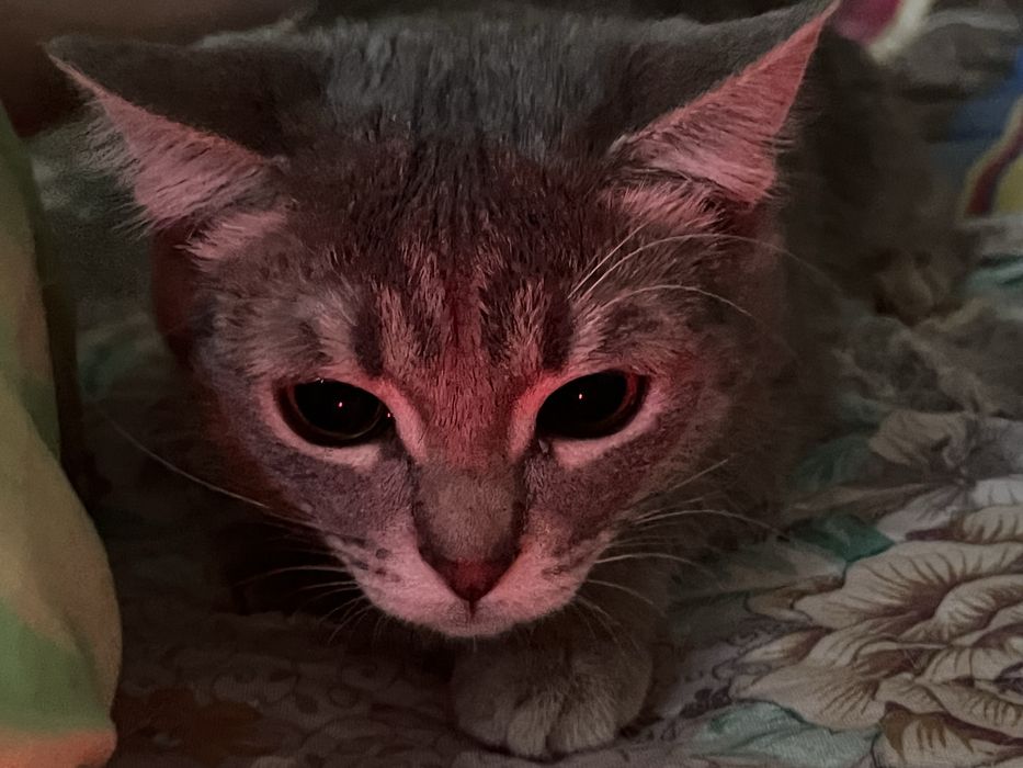 Котенок 6.7 месяц