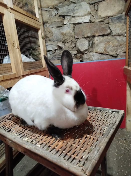 Зайци калифорнийци