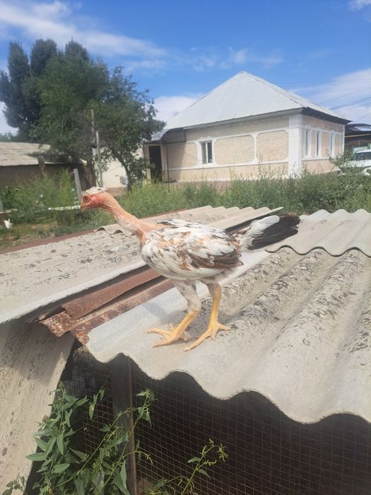 Дакан, бойцовые цыплята