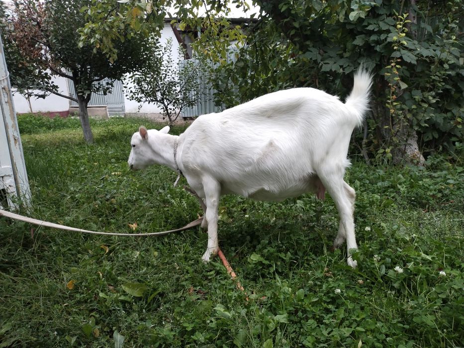 Заанен ешкі сатылады 1 туған