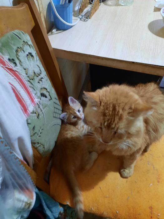 Отдам котёнка в добрые руки.