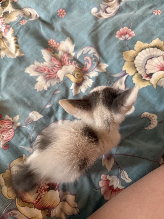 Котенок(девочка)