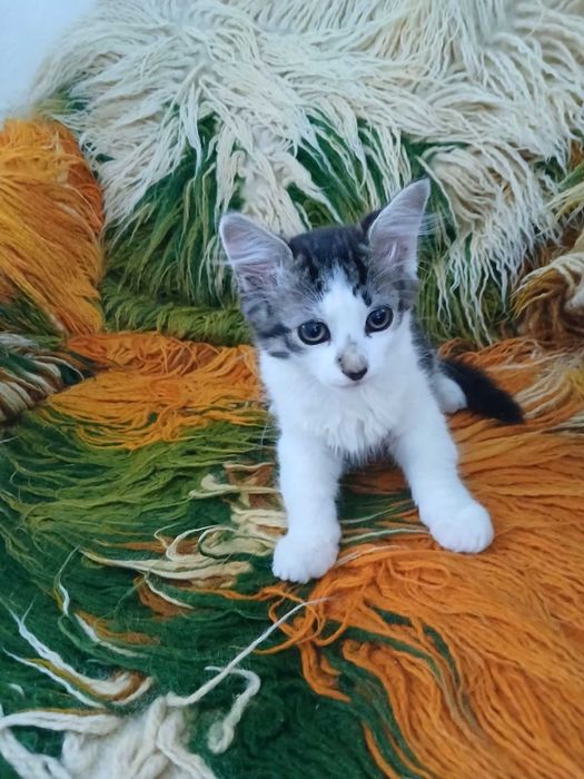 Подарявам 4 домашни котета на 60 дни.
