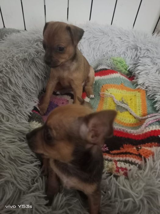 Продаём щенков мини тоя