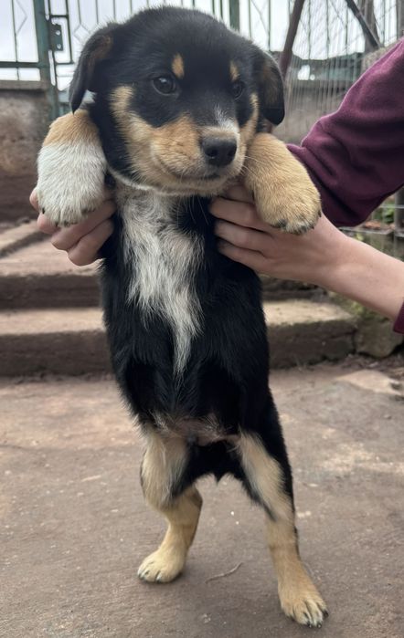 Кученца Рико и Рея