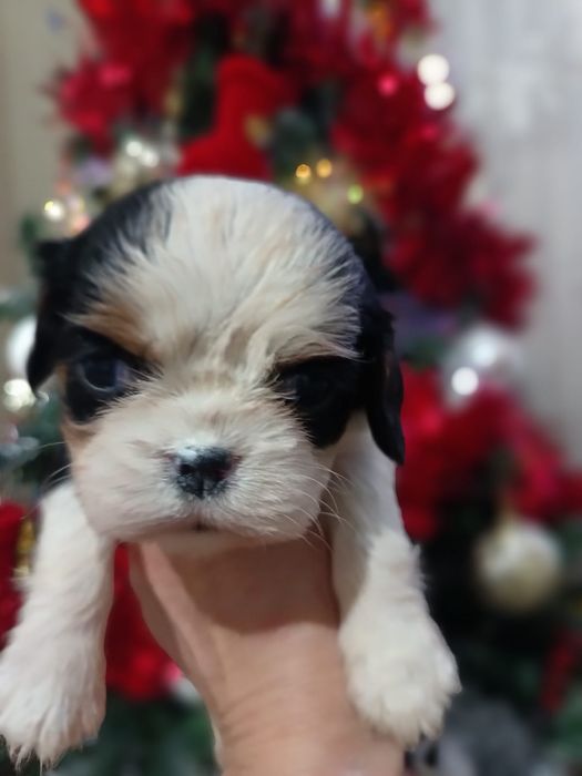 Кавалеры щеночки