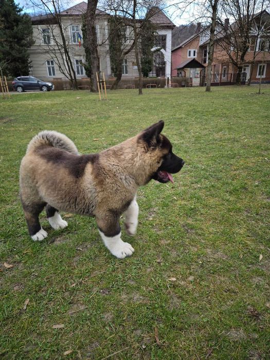 Akita American de trei luni jumate