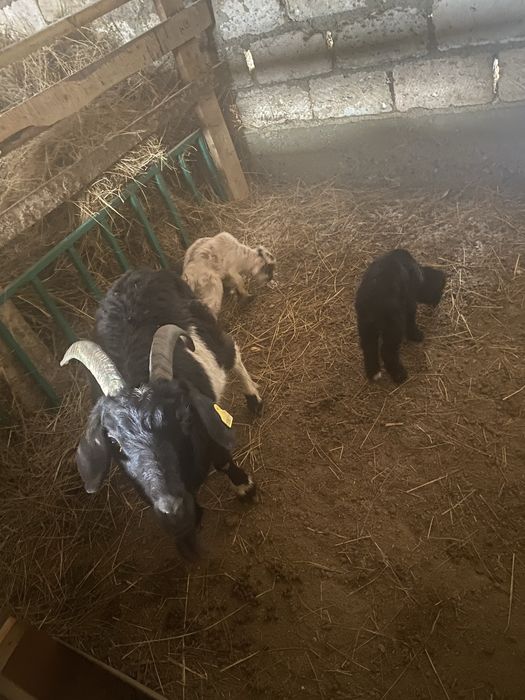 Шыбыштар мен лақты ешкі бәрін бірге сатам