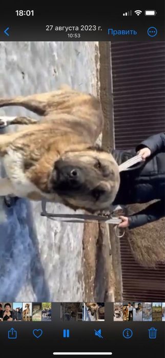 Продам собаку