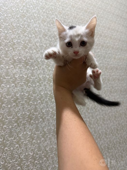 Mushuk hadiyaga beriladi