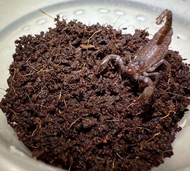 Скорпион Heterometrus petersi