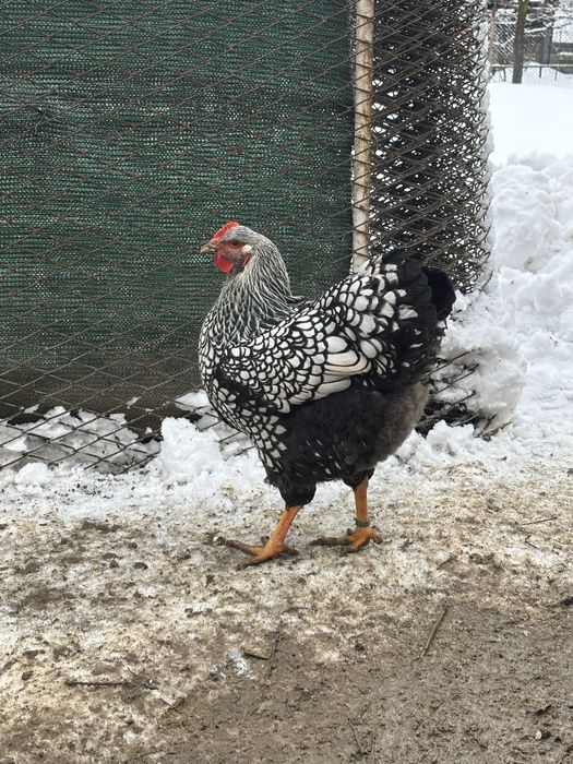 Vand cocosi si gaini wyandotte argintiu