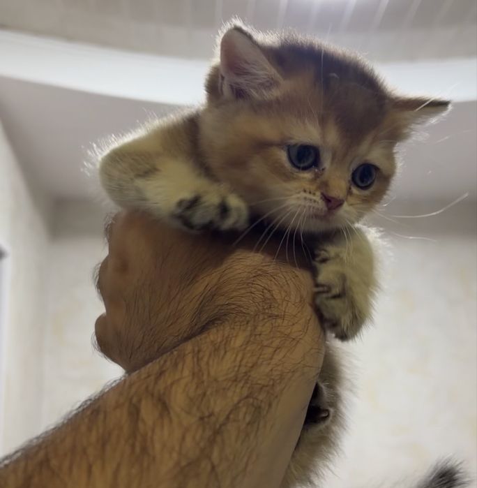 Британские котята