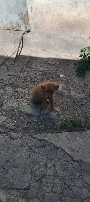 Отдам щенка в добрые любящие руки