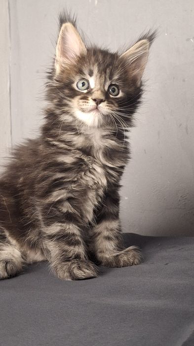 12 Чемпионов Мира в родословной