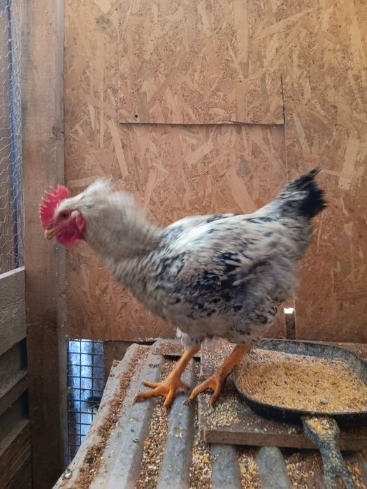 Cocosi Monaco Agroland