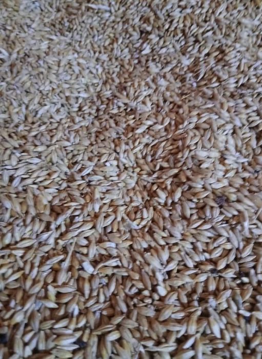 Vând grâu triticale și ovăz