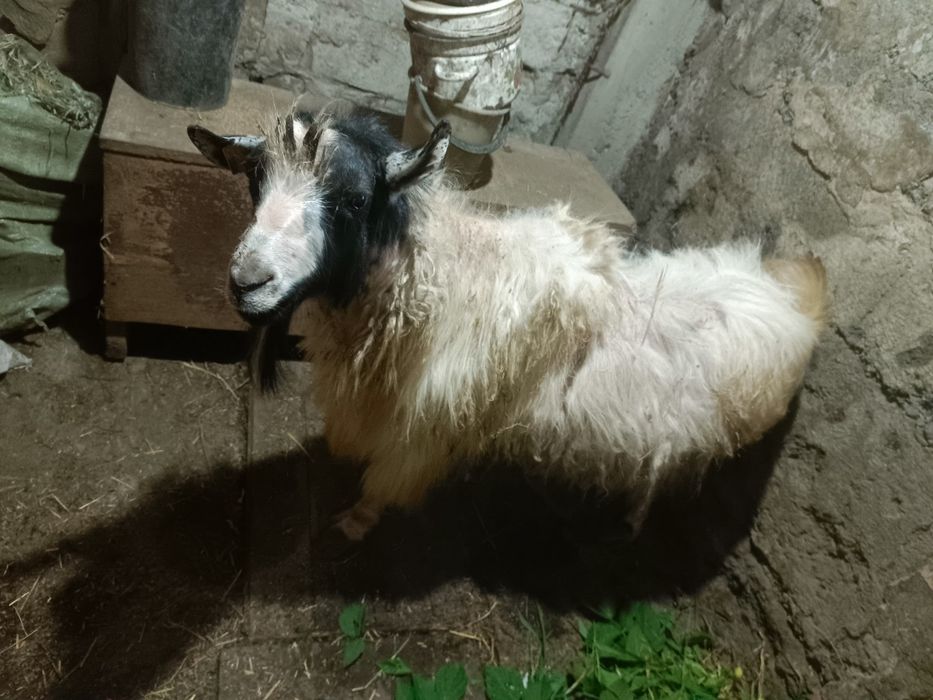 Козел 3года рабочий