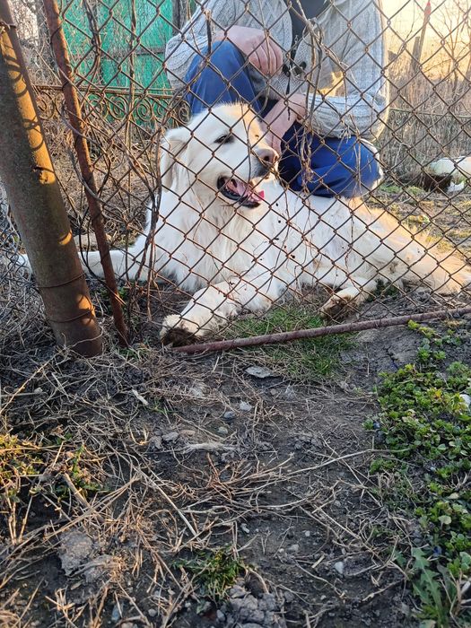Mascul golden retriever.