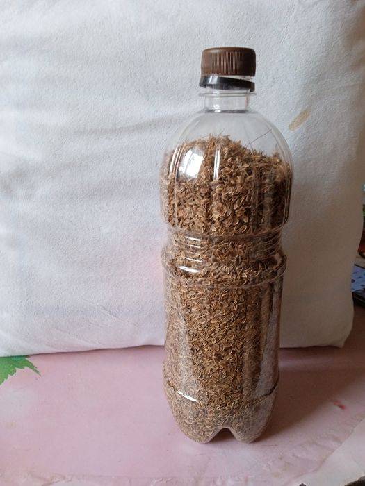 Продам семена укропа