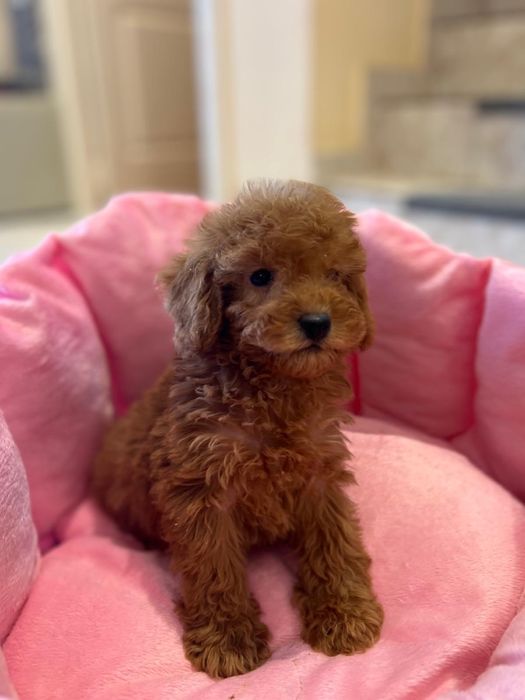 Pui Poodle – Sănătos, Jucăuș și Pregătit pentru Noua Familie!