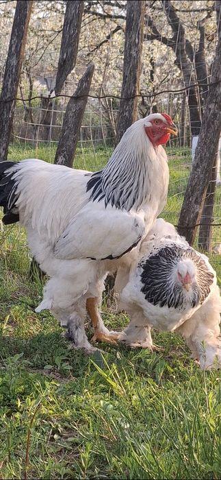 Ouă incubat brahma herminat deschis