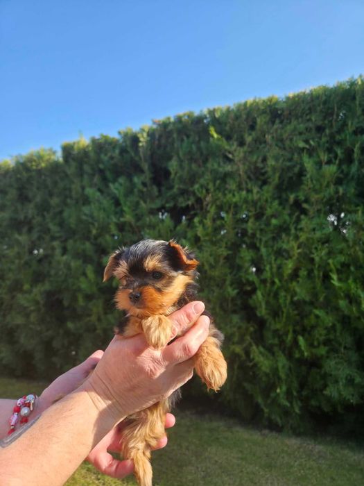 Йоркширски тириер/съкровища