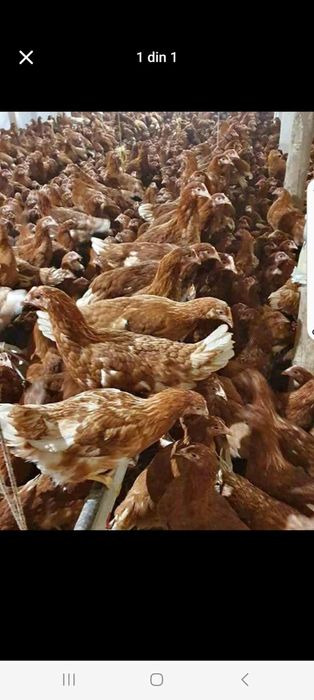 Găini roși outoare