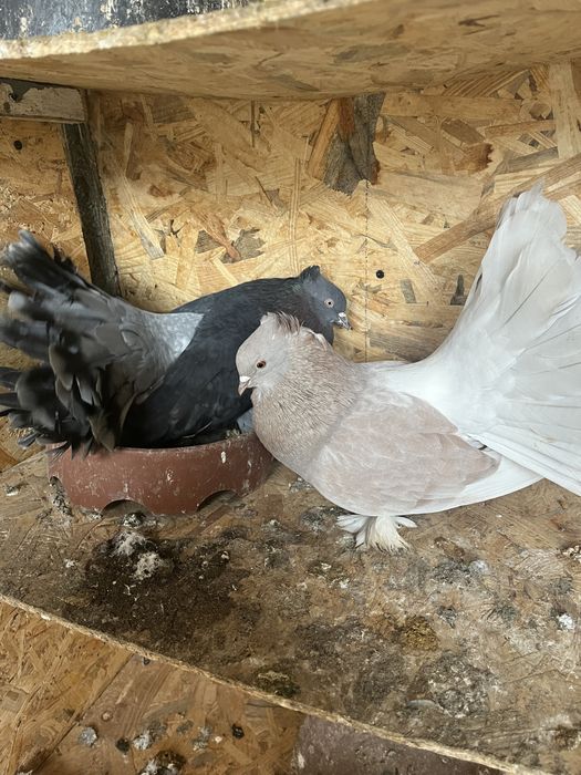 Porumbei de ornament