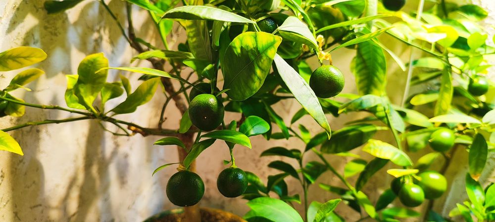 Продам черенки цитрусов