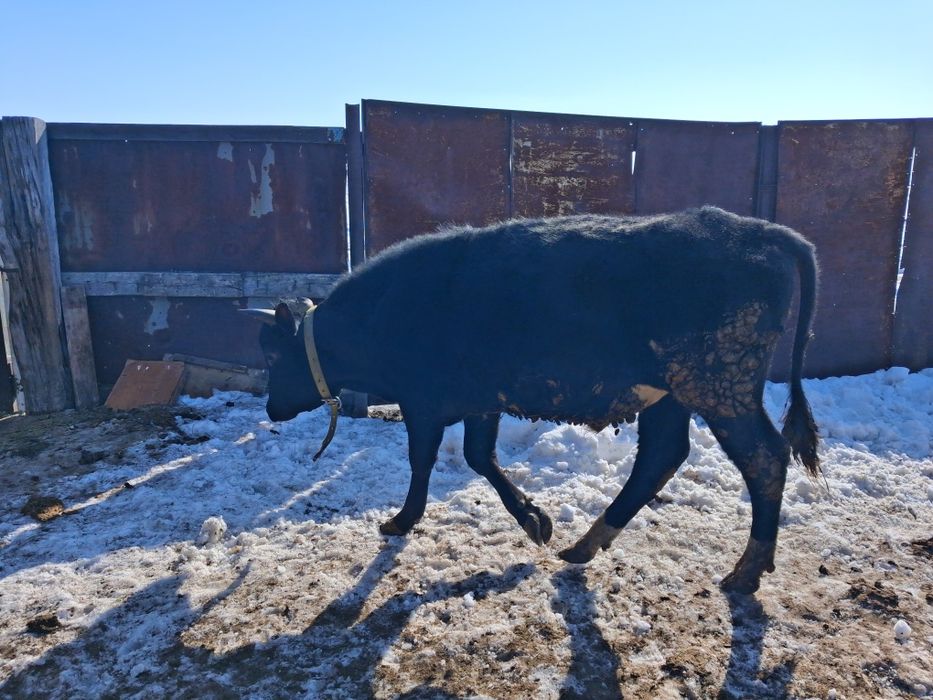 Продам быков 2-х лет