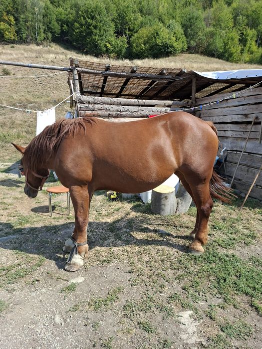 Vând iapă de 3 ani 1 Mânz 1 an și 3 luni sau schimb cu 4x4