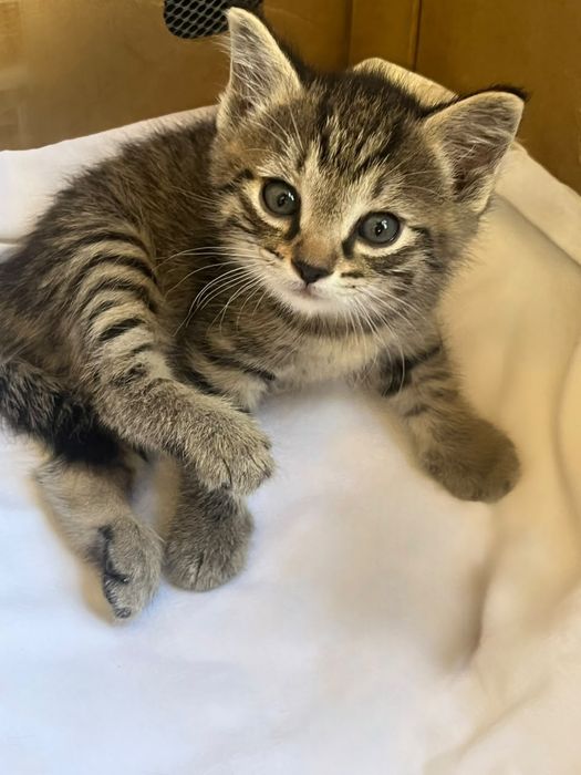 Котята 1,5 месяца только в добрые руки!