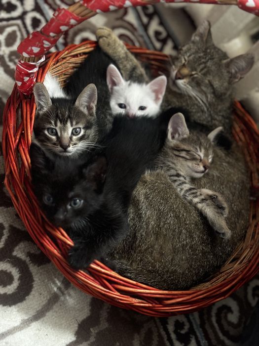 Котенок мальчик и девочка